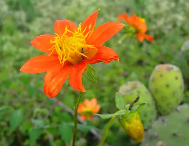 flora y fauna de mexico - Cuántos tipos de flora existen en México