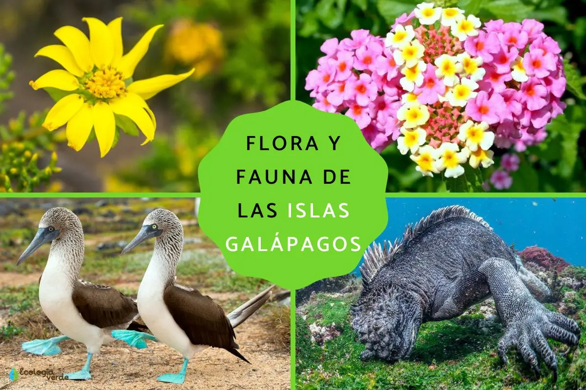 flora de las islas galapagos - Cuántos tipos de flora hay en Galápagos