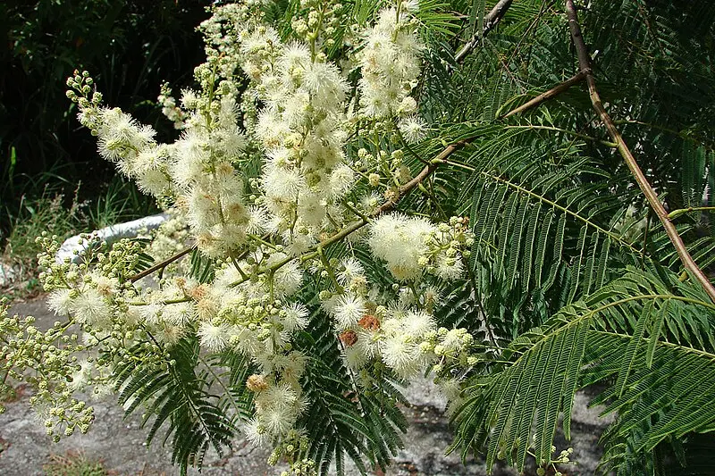 anadenanthera colubrina flor - Dónde crece el yopo