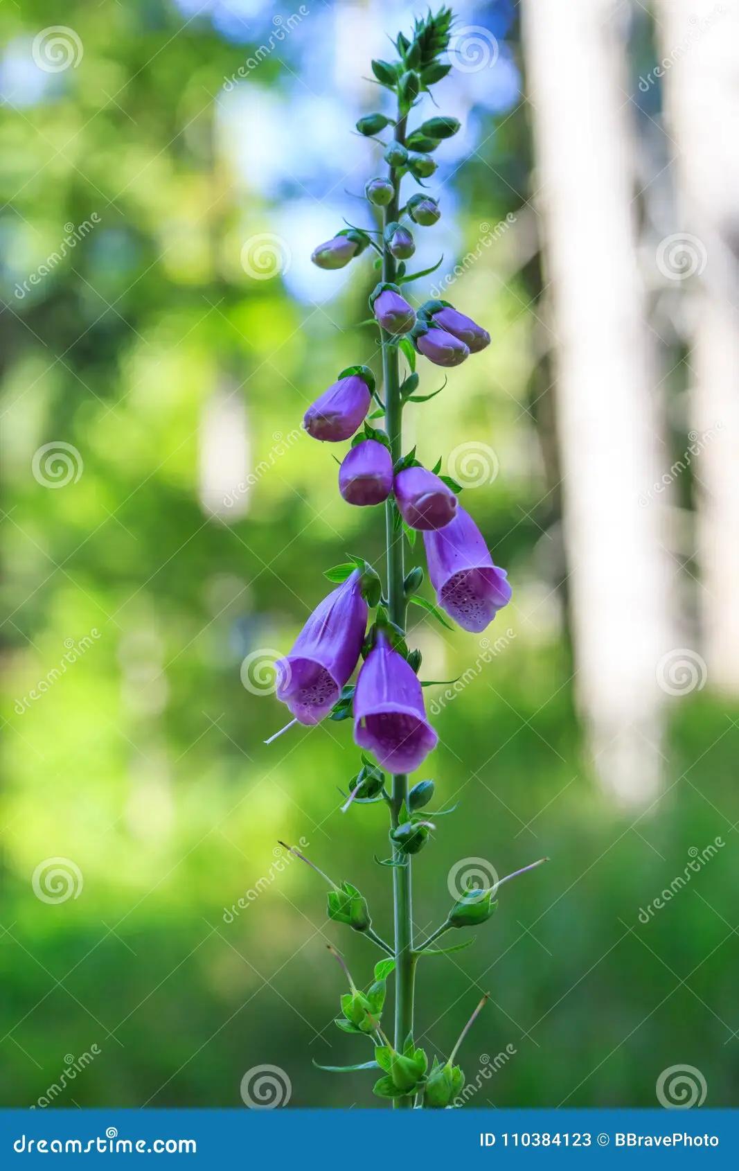 flor campana violeta - Dónde se encuentra la campanilla morada