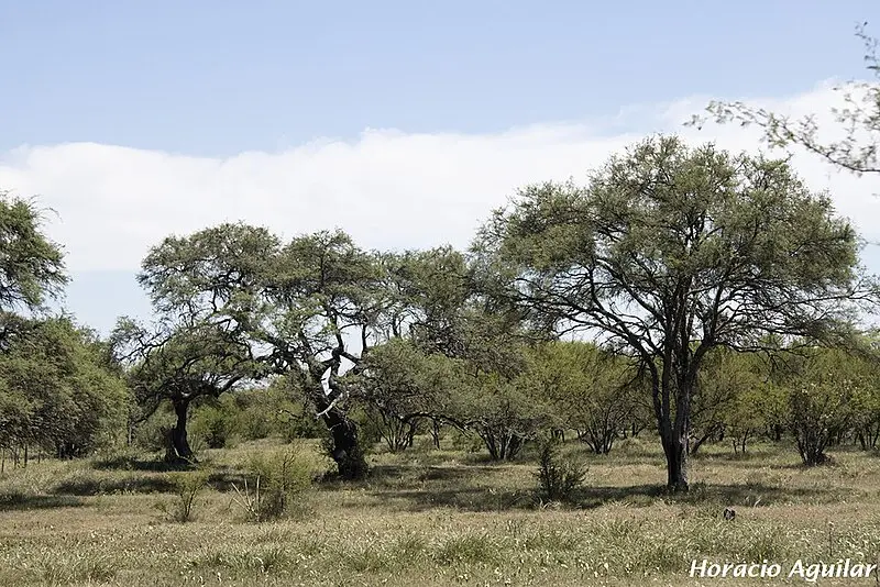 ecorregión espinal flora y fauna - Dónde se encuentra la ecorregión terrestre Espinal