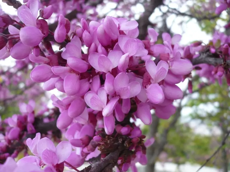 flor cercis siliquastrum - Por qué se llama árbol del amor