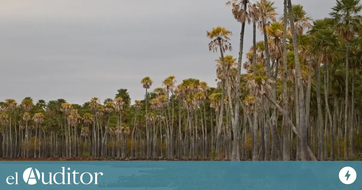 parque nacional el palmar flora y fauna - Qué animales están en peligro de extinción en El Palmar