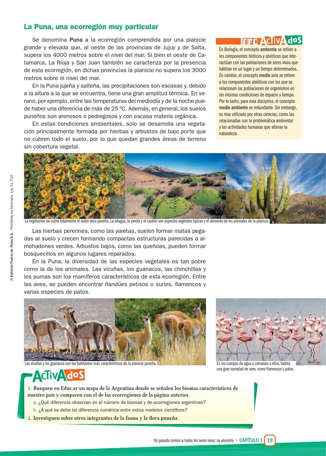 flora y fauna de la puna jujeña - Qué animales habitan en la Puna jujeña