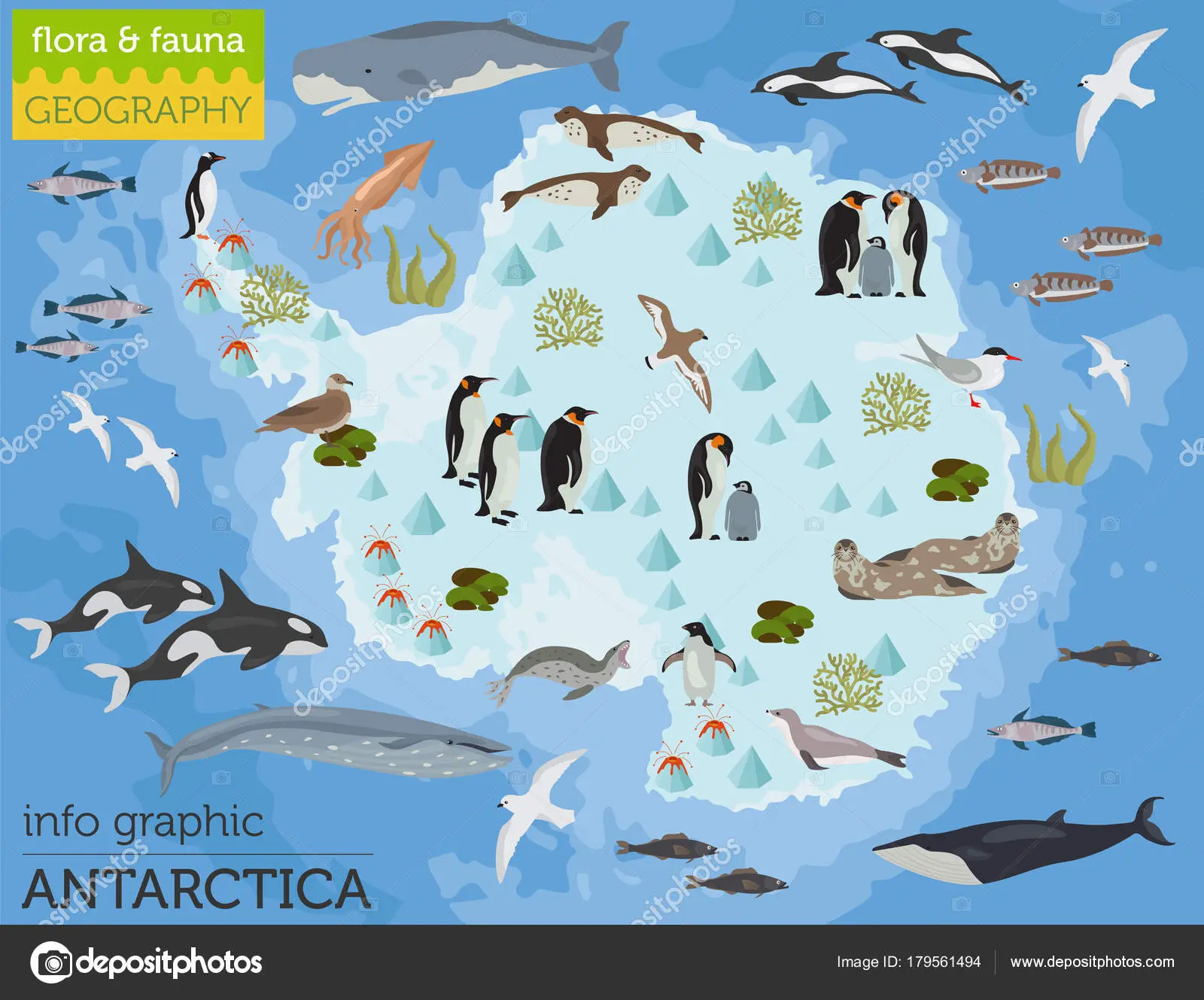 flora y fauna de antártida - Qué animales marinos hay en la Antártida
