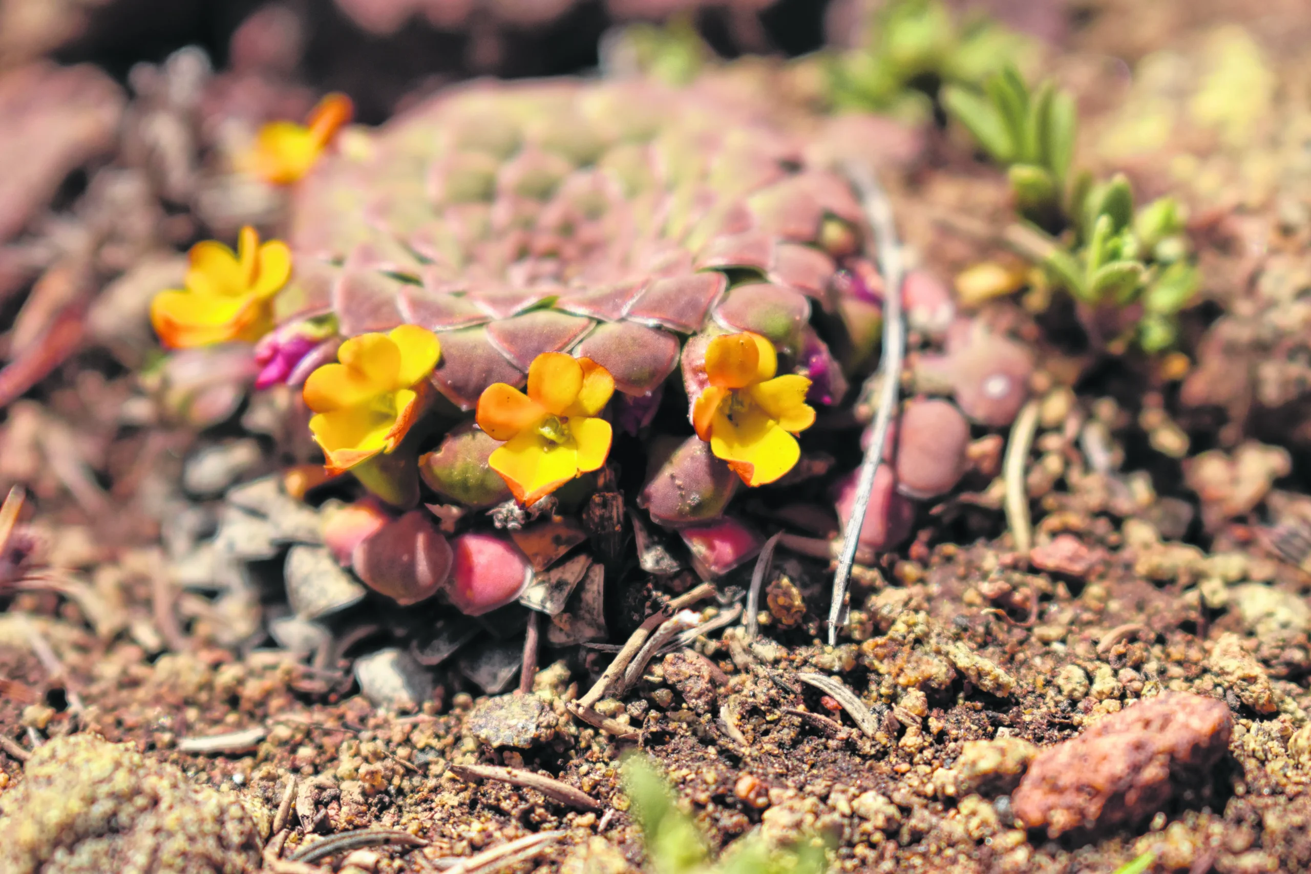 flora parque nacional lanin - Qué animales se encuentran en el Parque Nacional Lanín