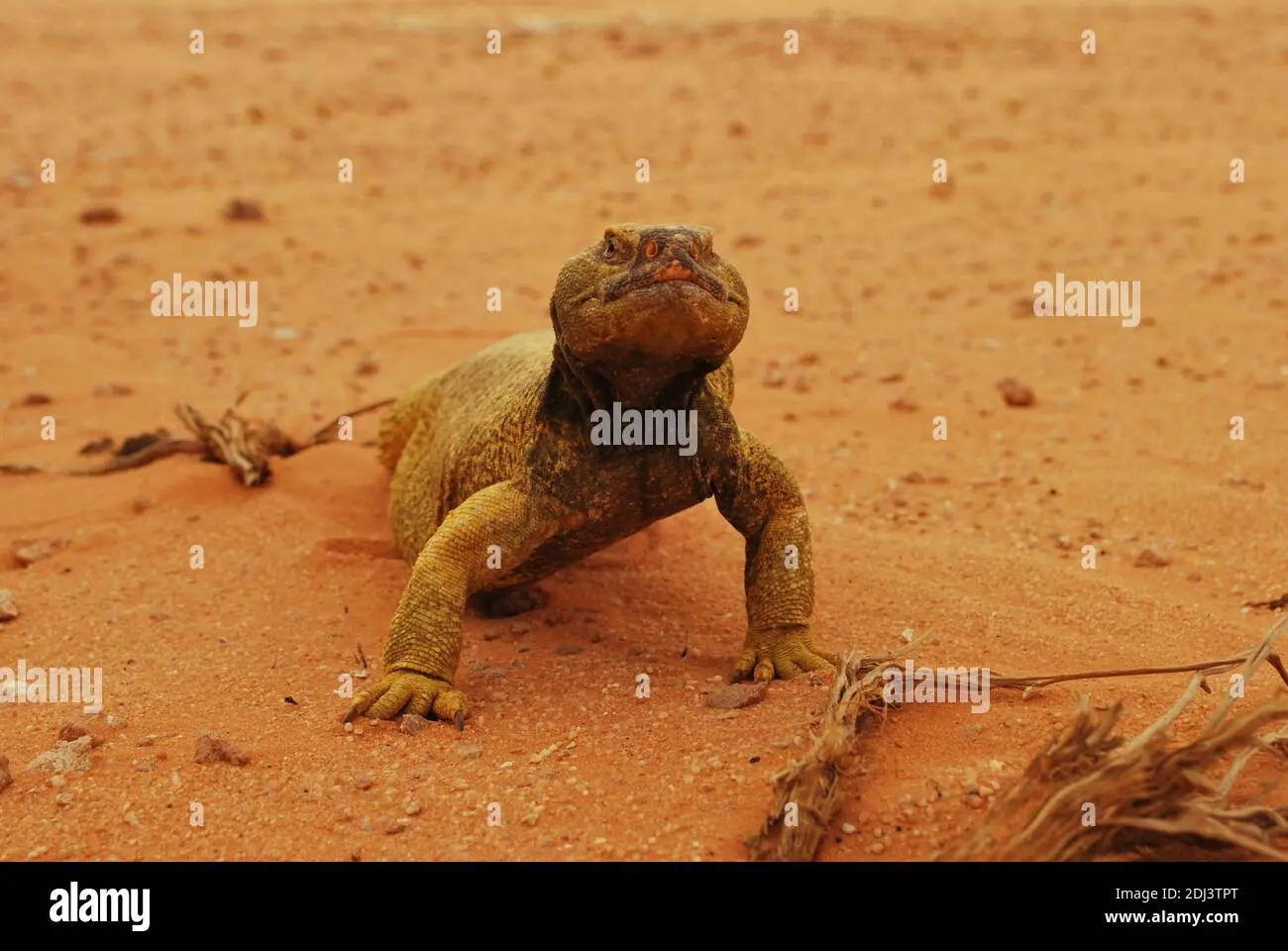 arabia saudita flora y fauna - Qué animales viven en Arabia