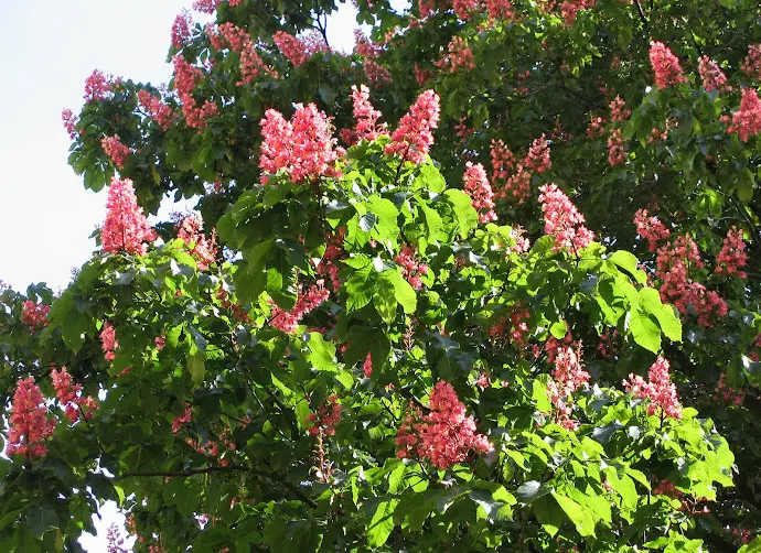 castaño rojo flores de bach - Qué aporta Impatiens