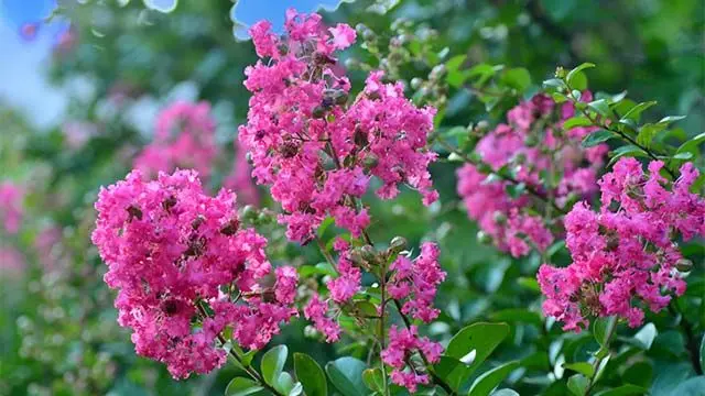 arboles con flores para veredas - Qué árboles florecen en verano