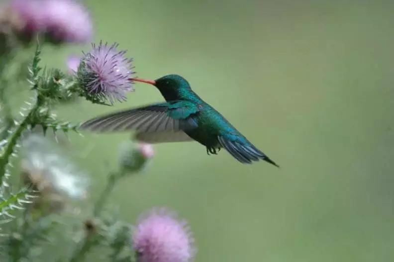 flores ornitofilas - Qué aves ayudan a la polinización