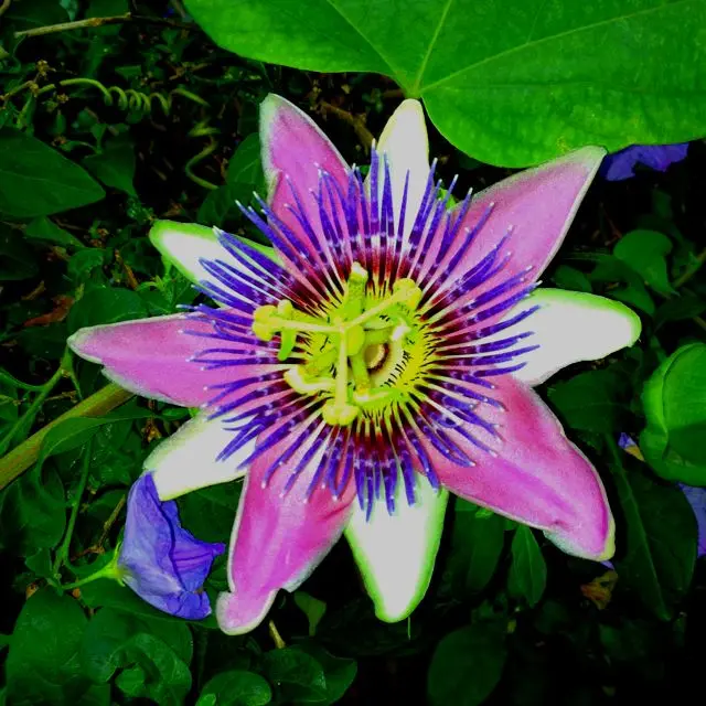 flor de paraguay - Qué beneficios tiene el Burucuyá