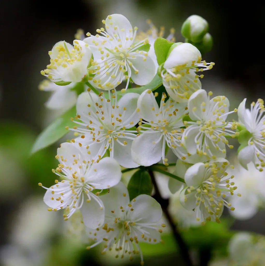 eugenia uniflora flor - Qué beneficios tiene el fruto de la Eugenia