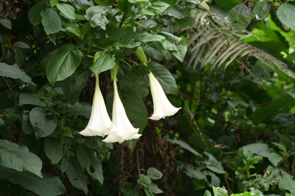 flor de campana - Qué beneficios tiene la flor de la campana