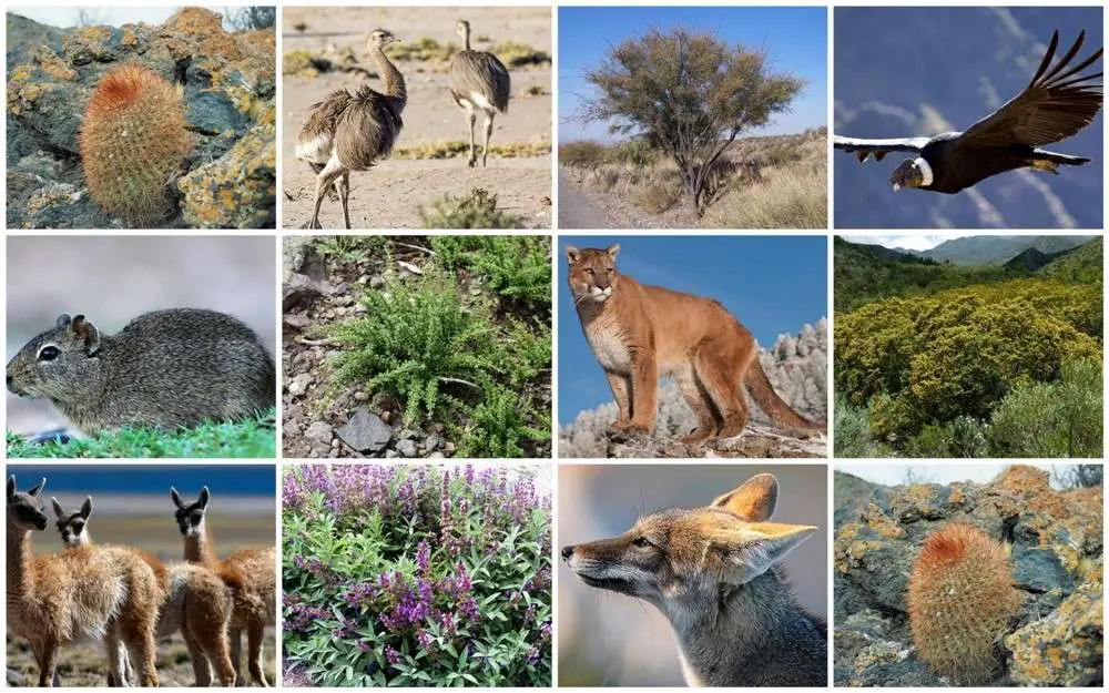 flora y fauna de cuyo - Qué bioma predomina en la región de Cuyo