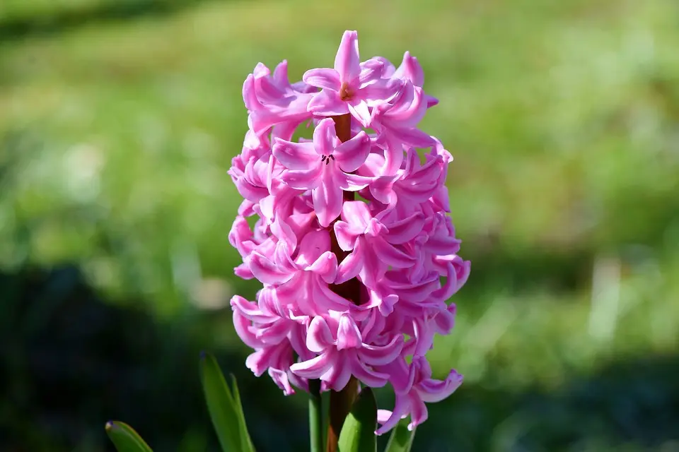 cuales son las flores de primavera - Qué colores son las flores de primavera