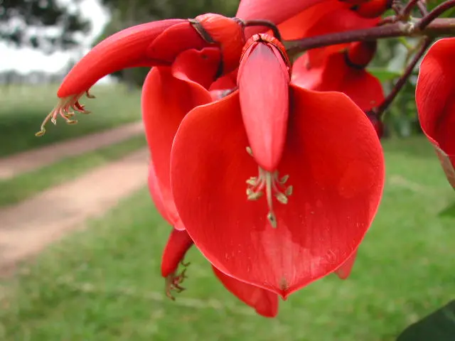 flor de ceibo - Qué cuenta la leyenda de la flor del ceibo