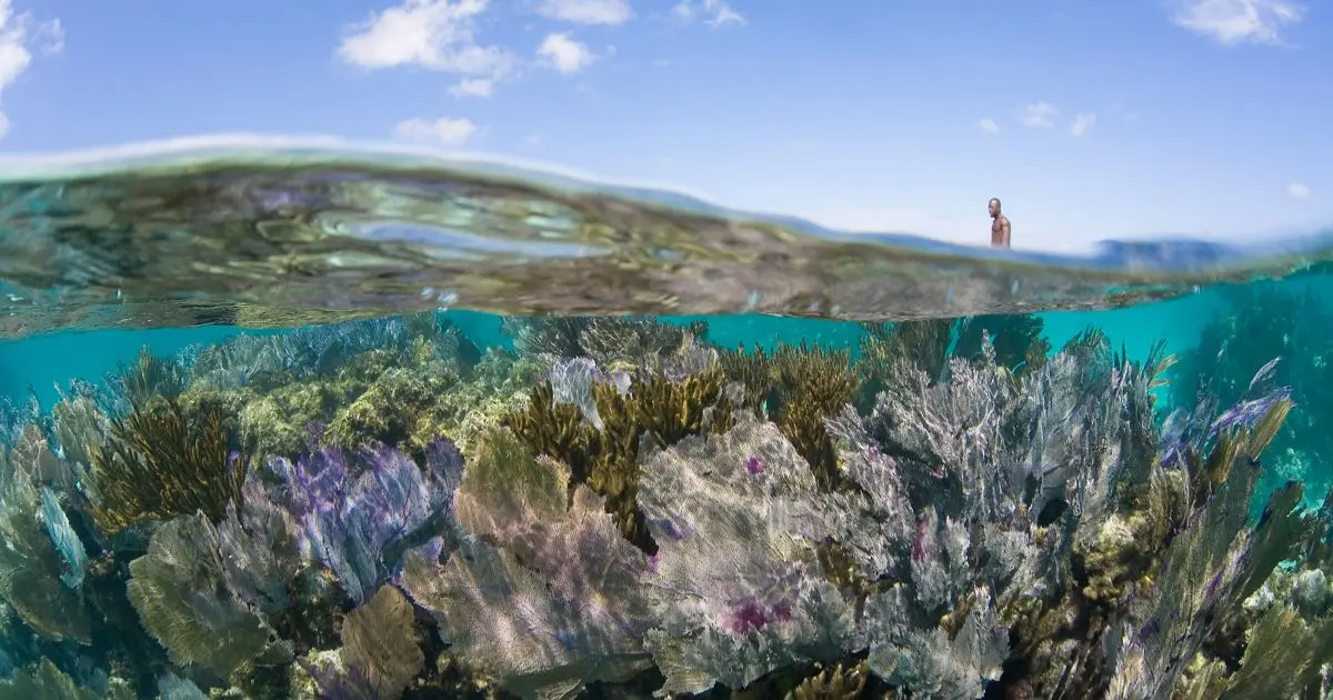 flora de belice - Qué ecosistemas hay en Belice