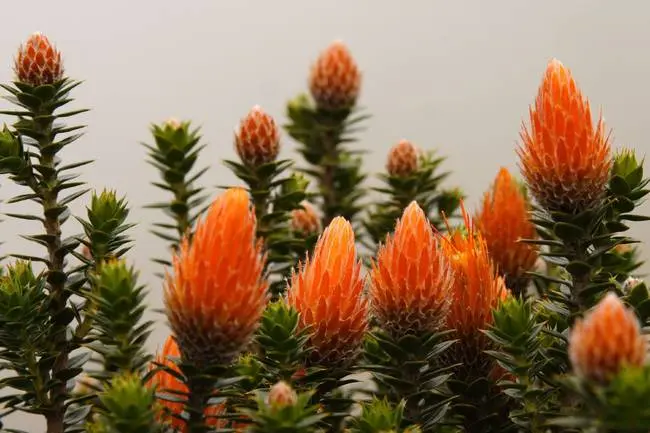 flor nacional de ecuador - Qué enfermedades cura la flor de Chuquiragua