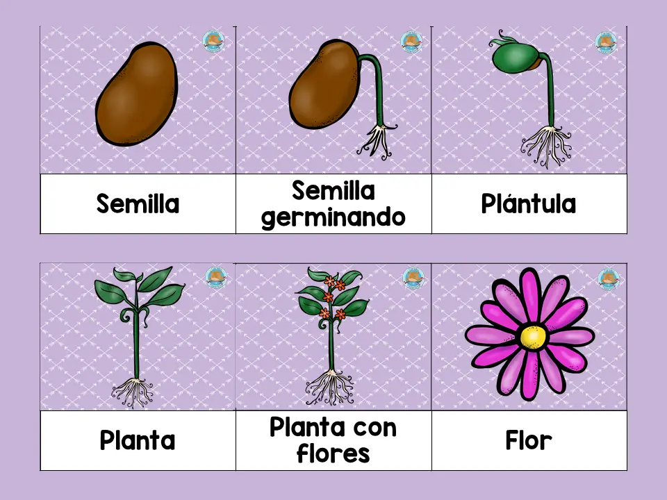 ciclo vital de la flor - Qué es el ciclo vital en las plantas