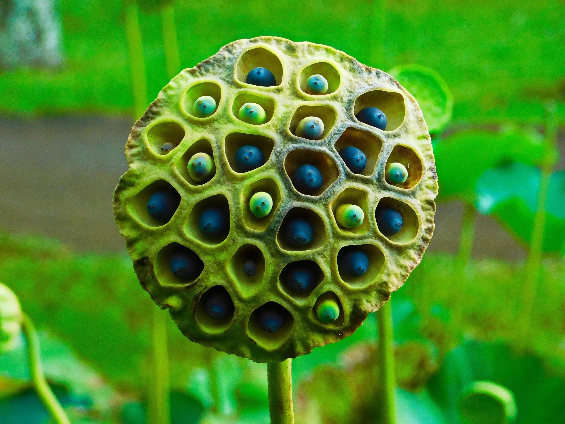 fruto flor de loto - Qué es el fruto de loto