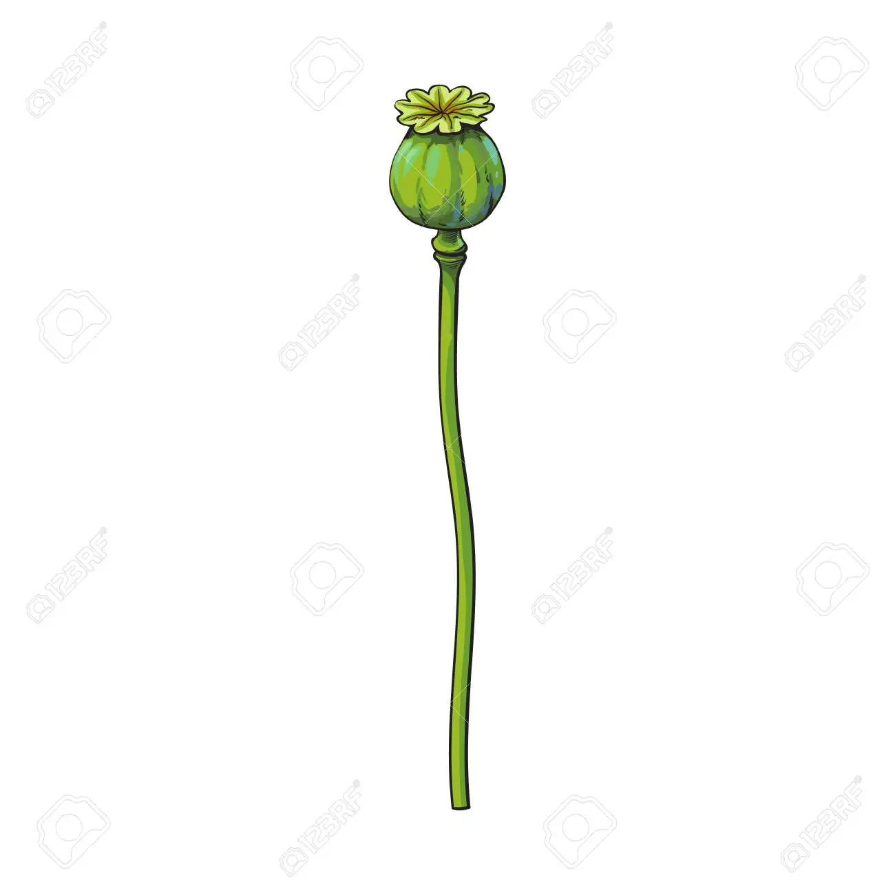 que es el tallo de una flor - Qué es el tallo de una planta y sus partes