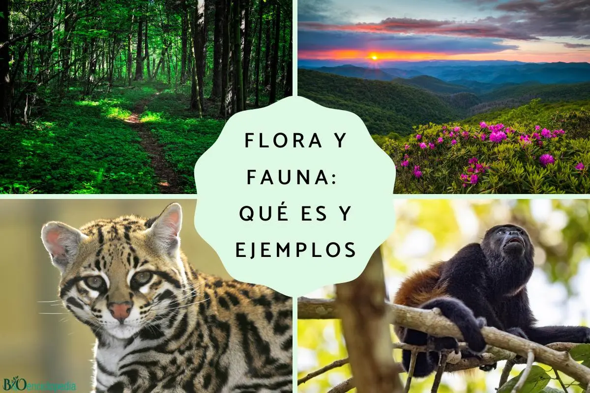 flora y fauna ejemplos - Qué es la flora y 10 ejemplos