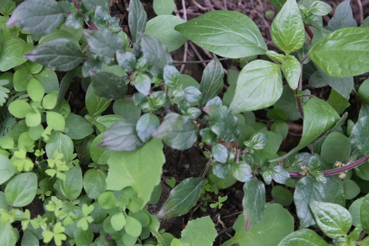 flor planta de buscapina - Qué es la parietaria y para qué sirve