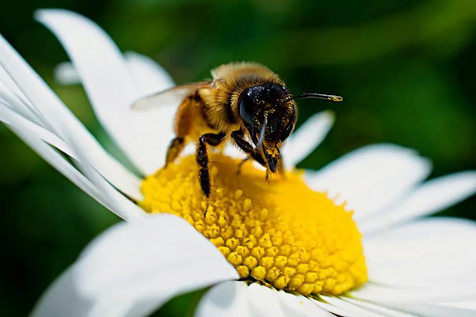 que es la polinización de las flores - Qué es la polinización y cuál es su importancia