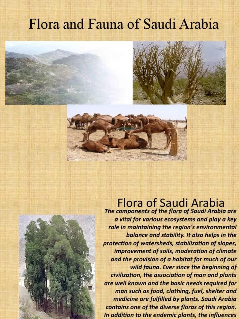 arabia saudita flora y fauna - Qué es lo más representativo de Arabia Saudita