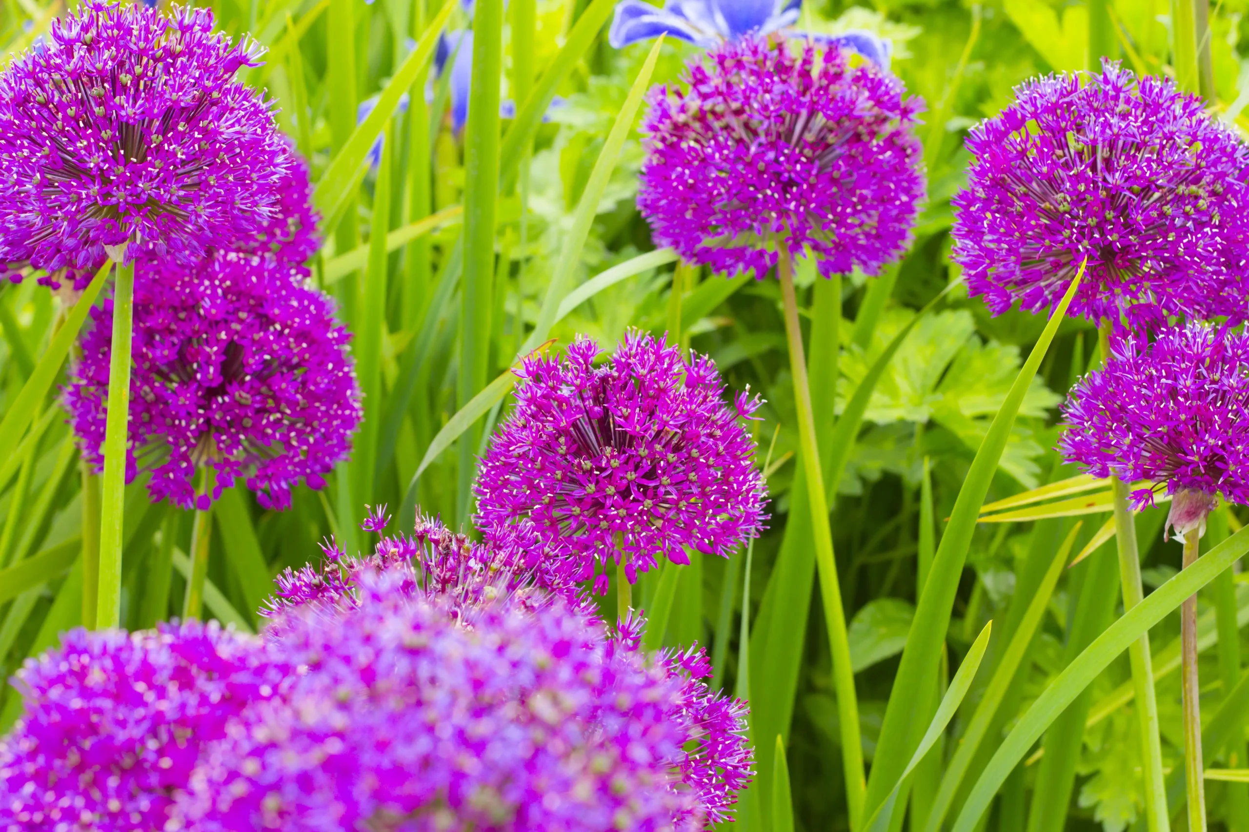 flora inglaterra - Qué es lo que caracteriza a Inglaterra