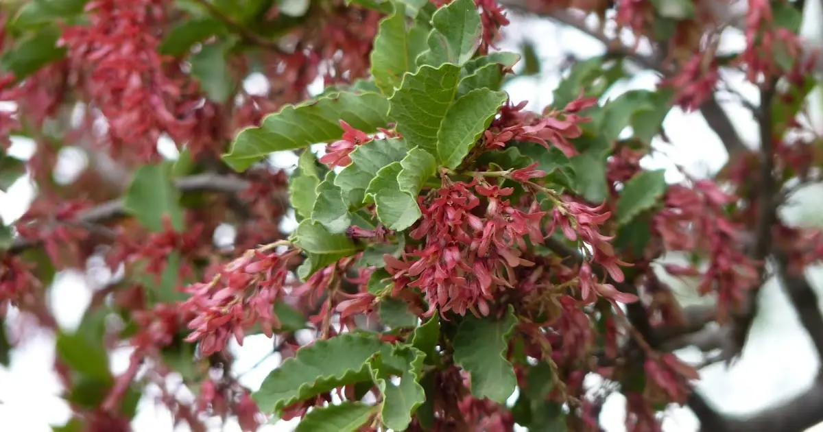 bosque serrano flora y fauna - Qué es un bosque serrano