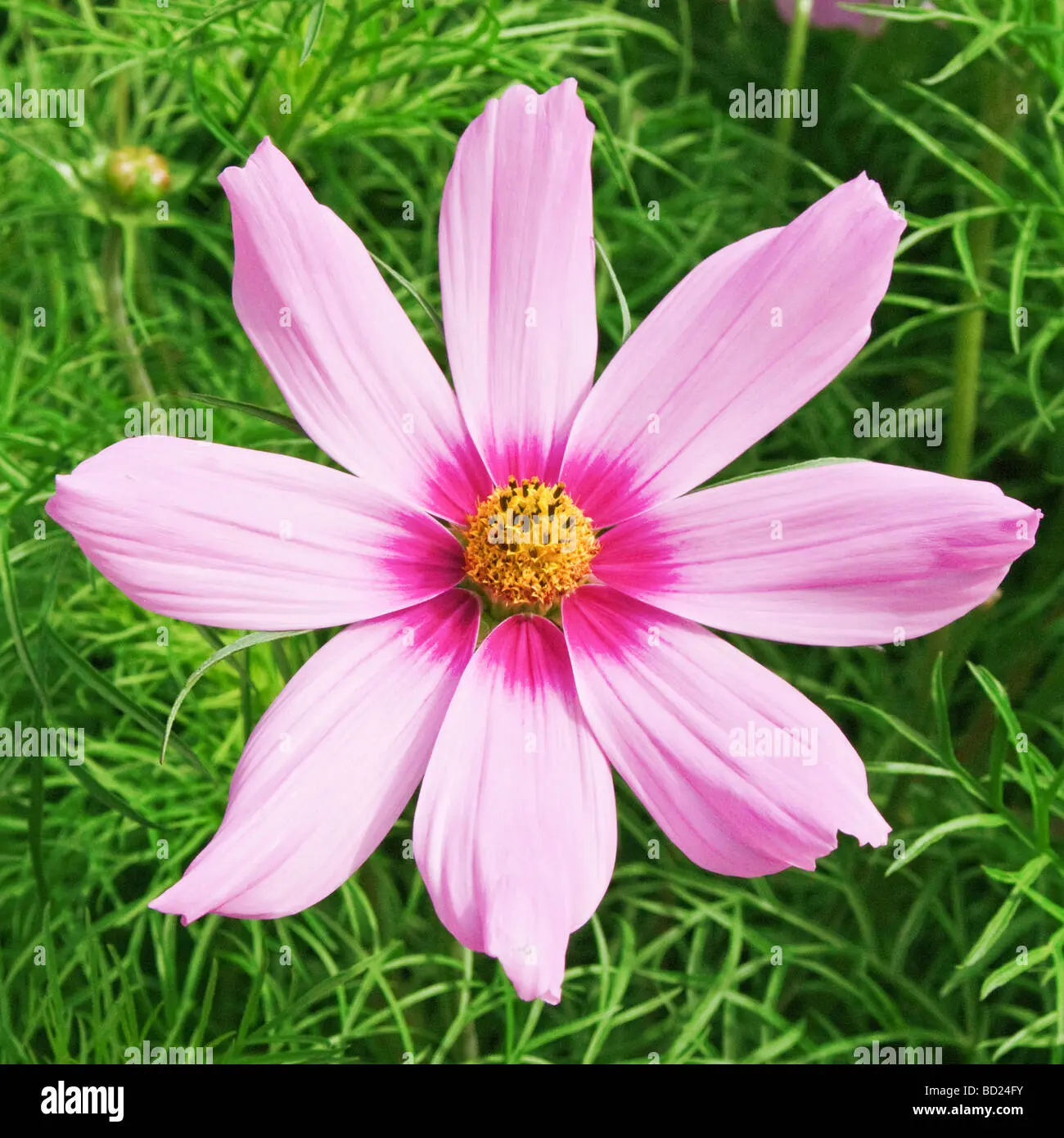 flor desde arriba - Qué es un sépalo de una flor