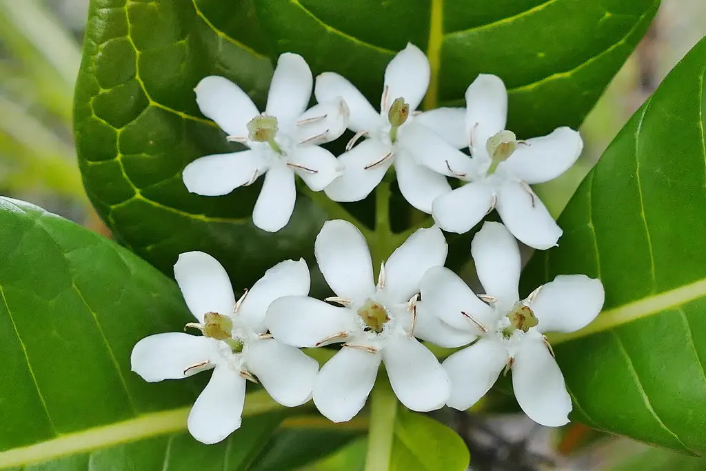 flor hexamera - Qué es una flor Hexamera