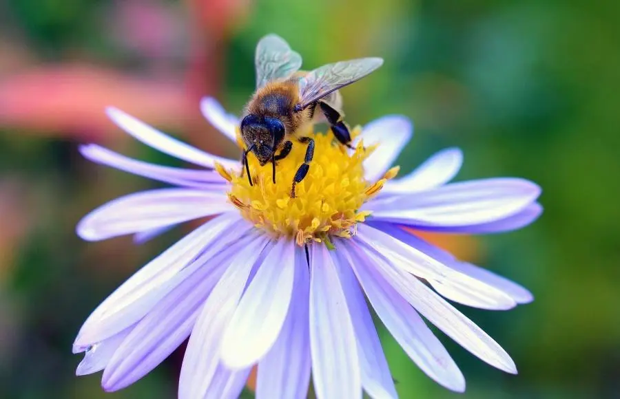 Las Flores Favoritas De Las Abejas Y Cómo Atraerlas Al Jardín Teleflor 1578