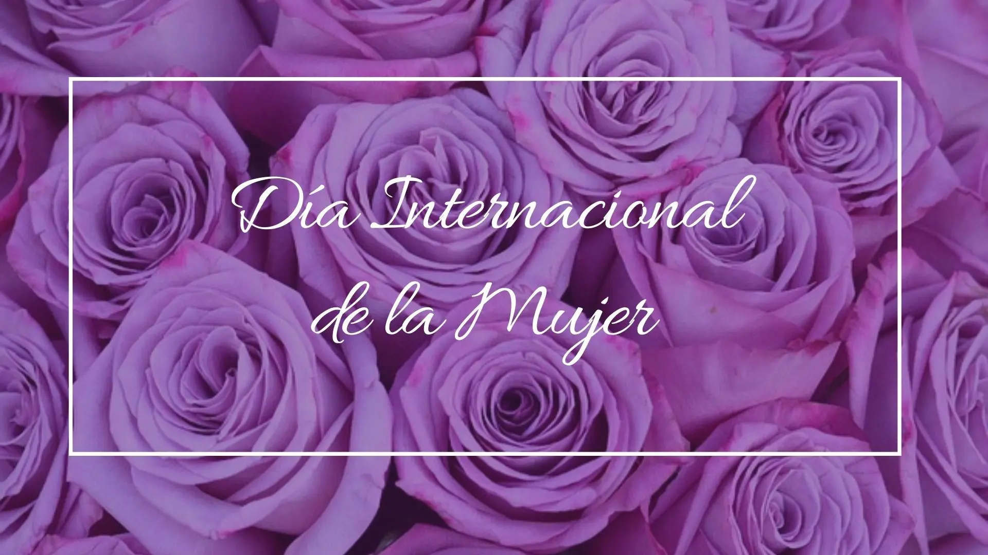 dia internacional de la mujer flores - Qué flor representa el día de la mujer