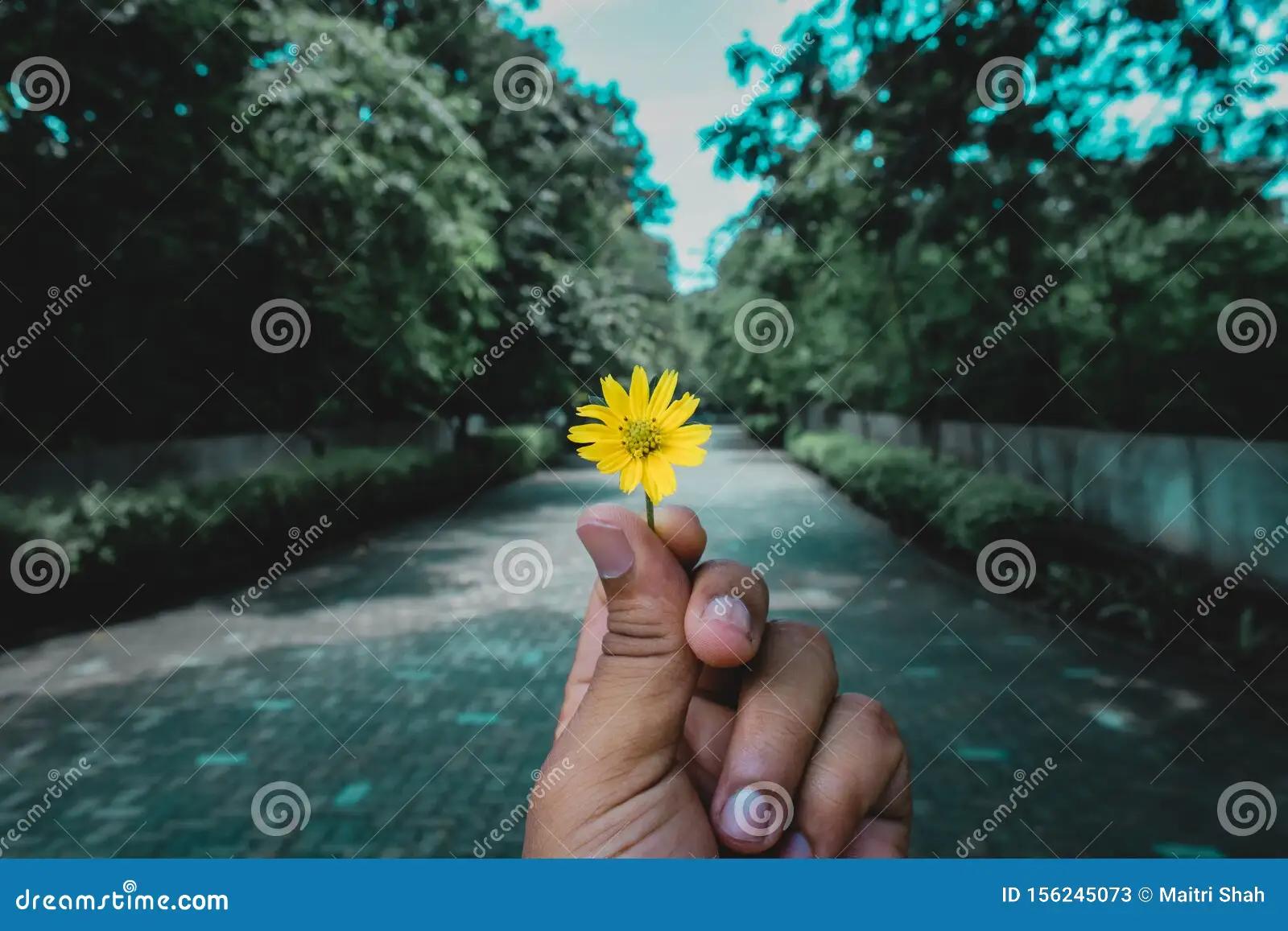 persona agarrando una flor - Qué flor simboliza el amor belleza y sensualidad