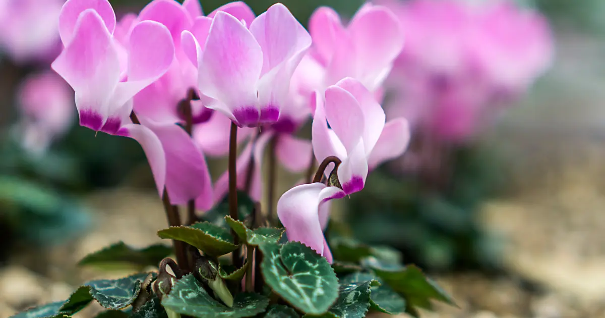 flores de invierno en argentina - Qué flores aguantan el frío