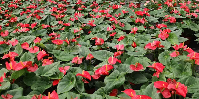 flores de invierno exterior - Qué flores florecen en enero y febrero