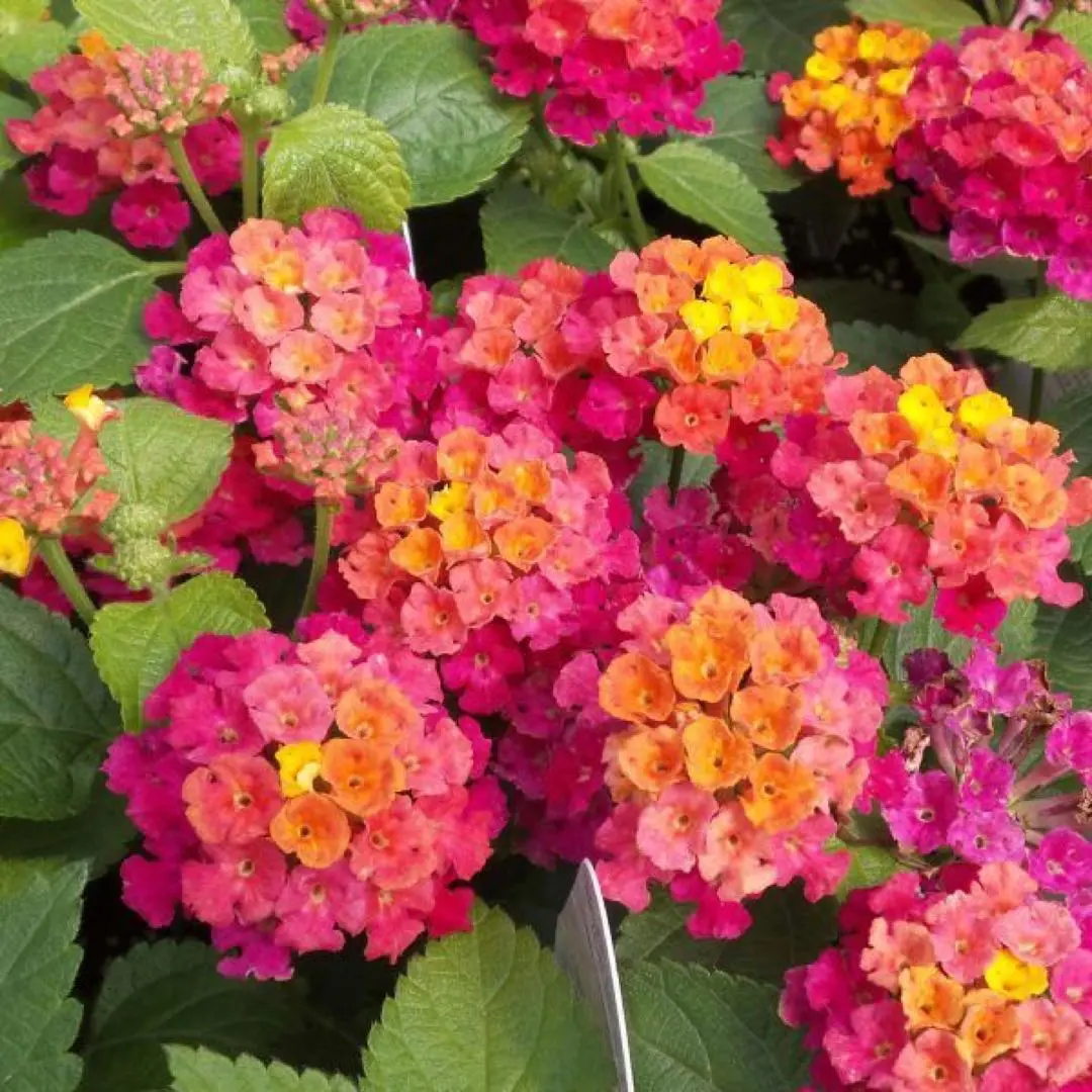 argentina flores de invierno - Qué flores hay en enero en Argentina