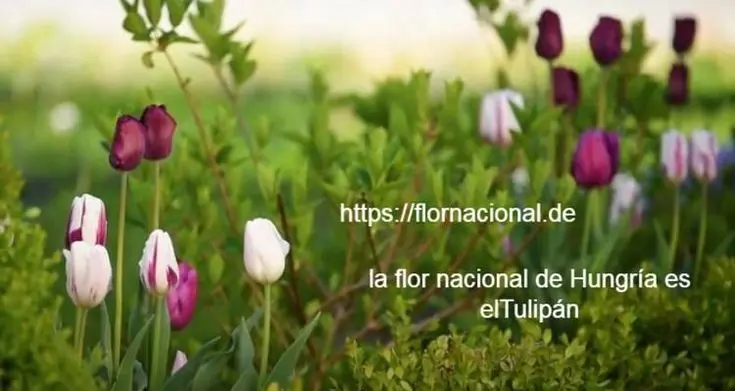 flor nacional de hungría - Qué flores hay en Hungría