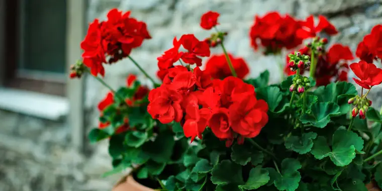 flores de invierno - Qué flores resisten al frío del invierno