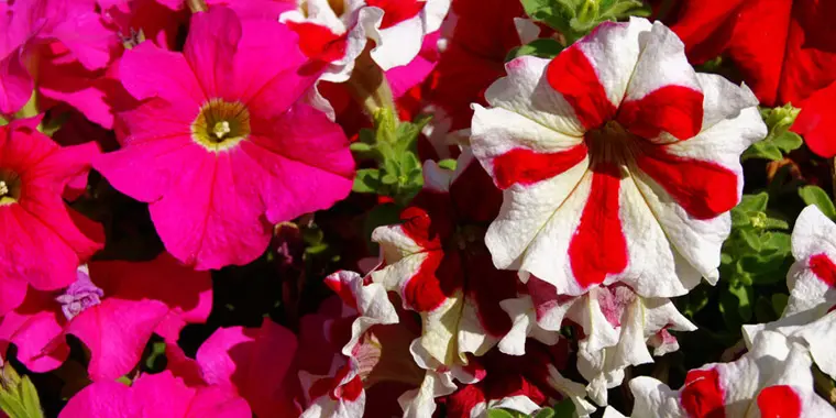 flores que florecen en agosto - Qué flores se dan en el mes de agosto