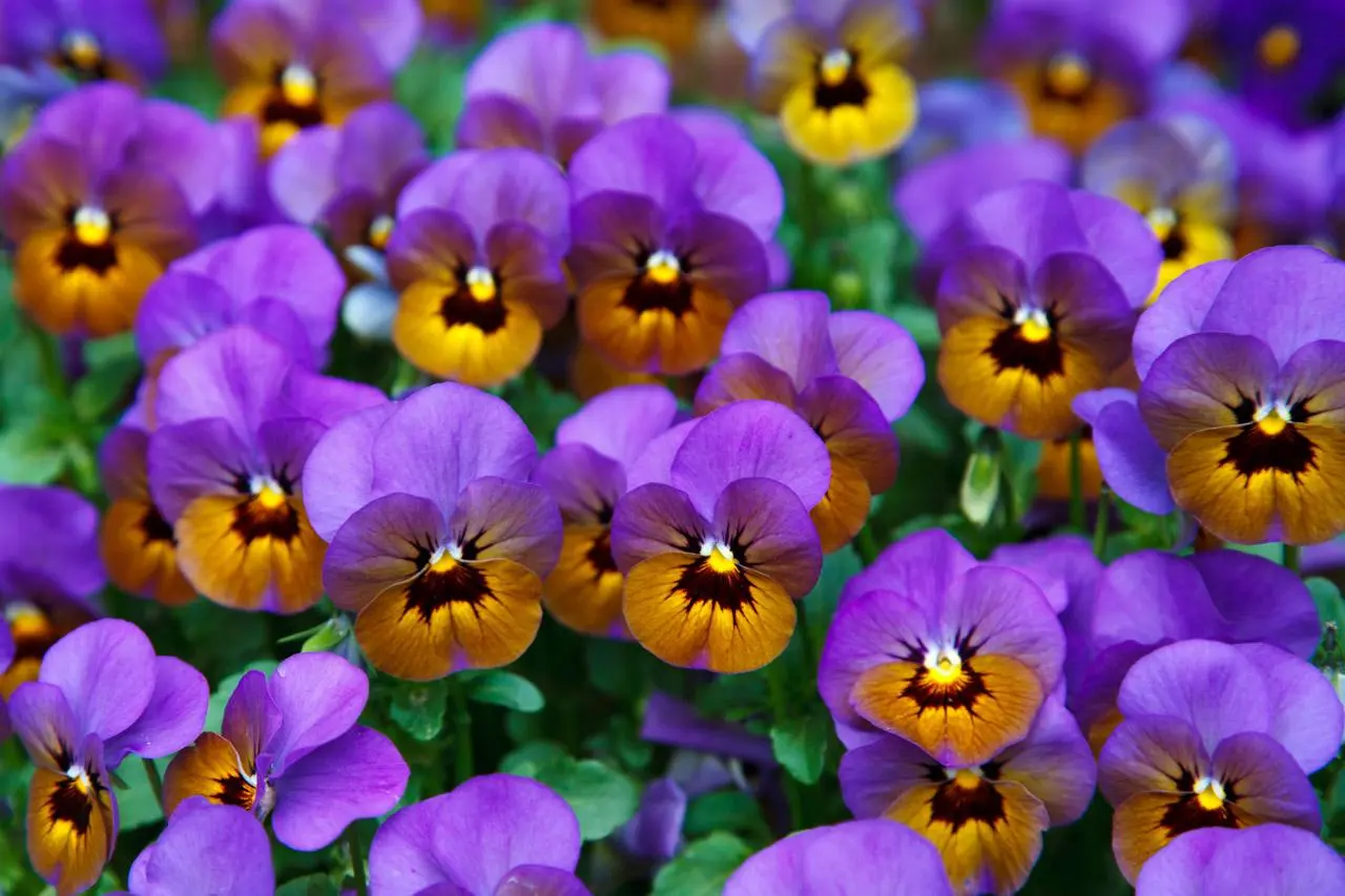 flor del otoño - Qué flores se plantan en otoño invierno