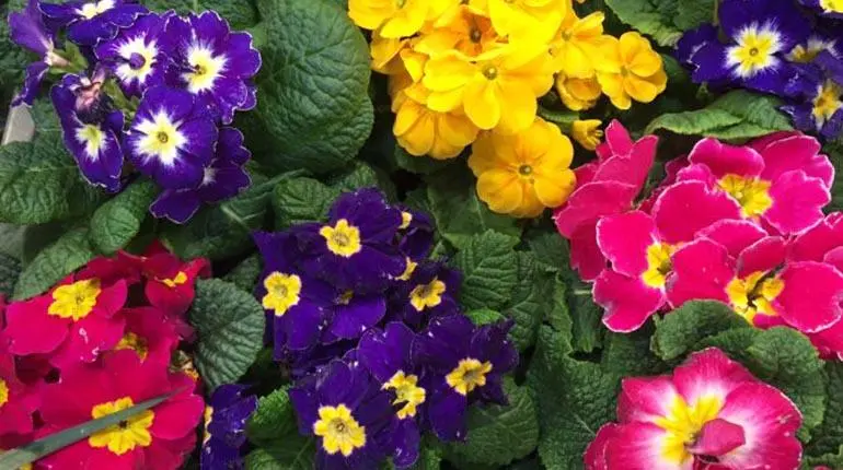 flores de primavera para macetas - Qué flores se pueden plantar en marzo