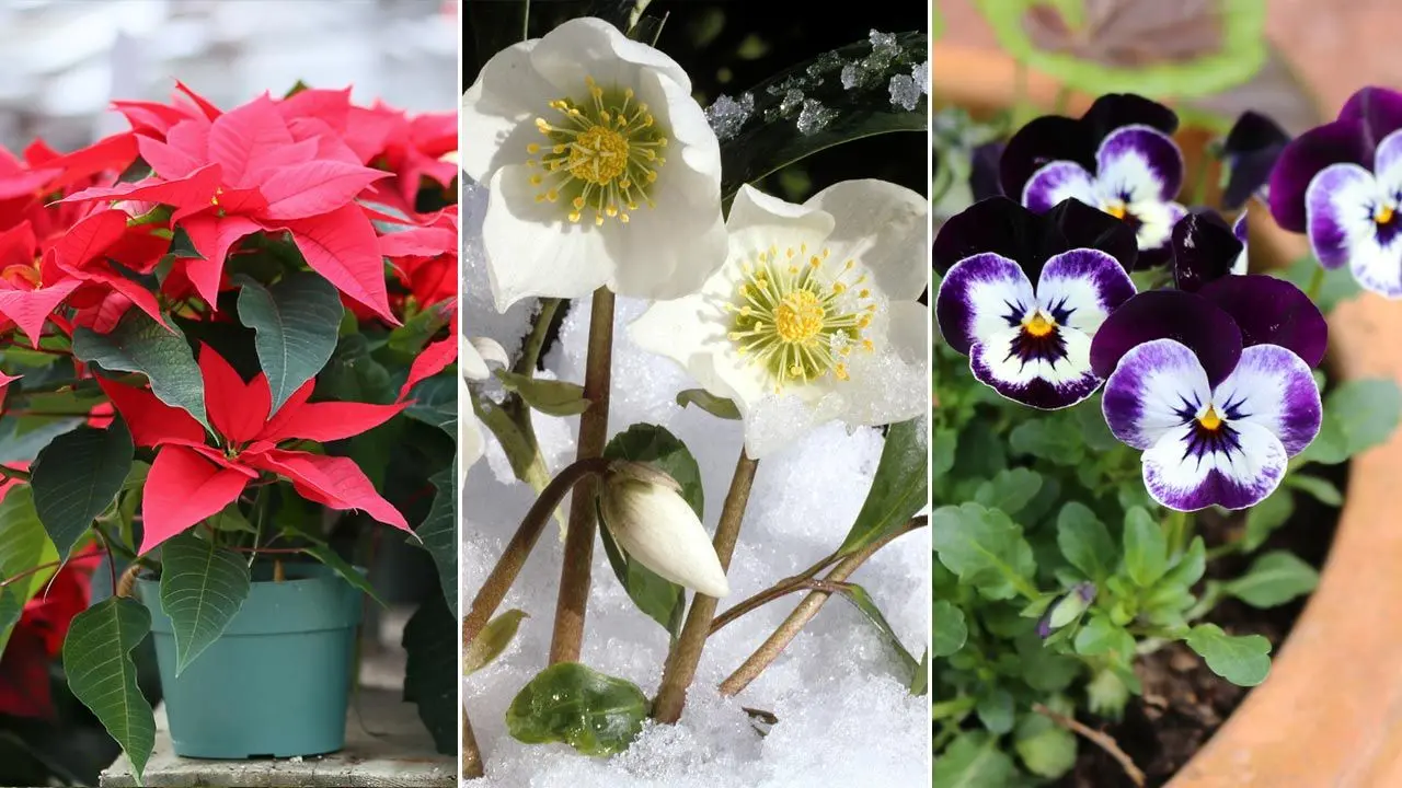 flores de noviembre - Qué flores son de temporada de noviembre