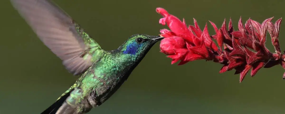 flores ornitofilas - Qué flores son polinizadas por aves