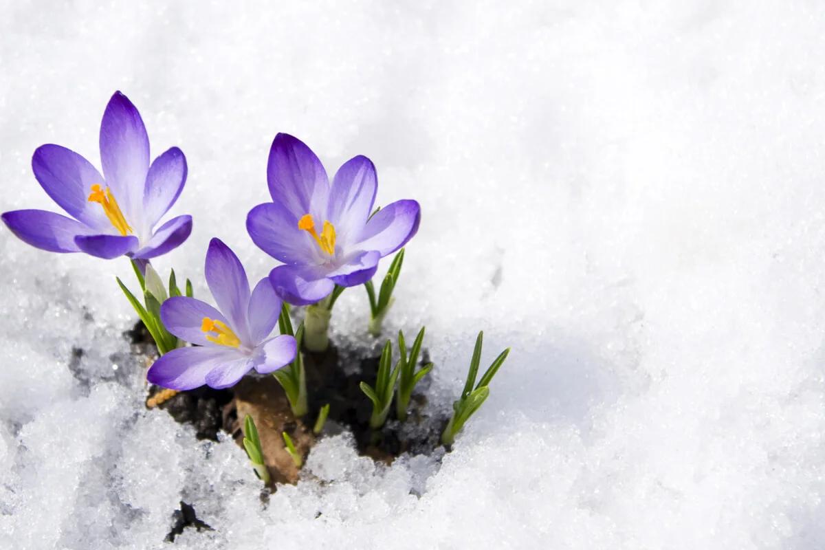 flores de invierno - Qué flores soportan el frío