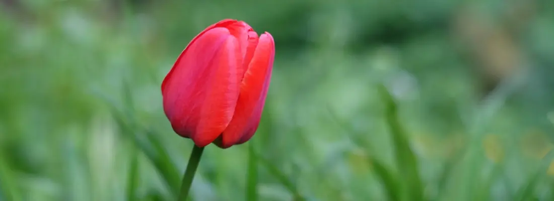 bulbos de flores - Qué hacer con los bulbos cuando ya han florecido