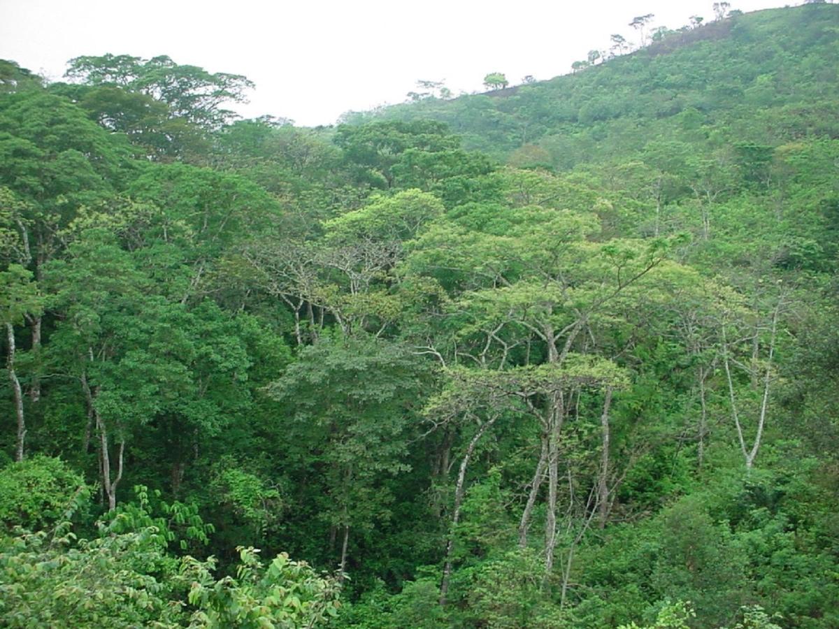 flora de la selva alta - Qué hay en la selva alta