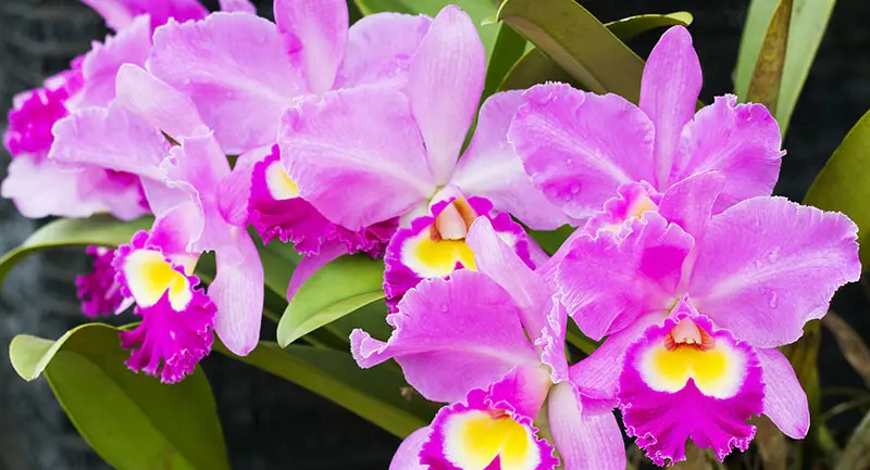 flor de orquidea de colombia - Qué orquídeas hay en Colombia